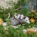 Fuzzy Opossum with Babies